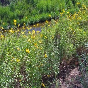 WILDFLOWERS ~ 8" X 10" photo